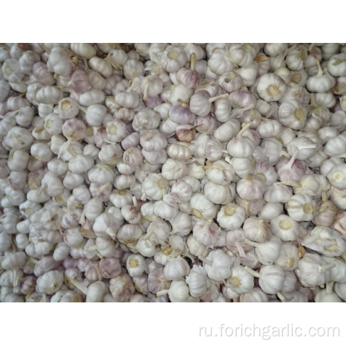 Высокое качество нового урожая нормального белого чеснока